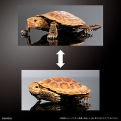 The Diversity of Life on Earth Advance Turtle 02 w/ Display Stand Bandai Online