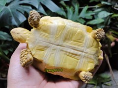 Simulated African Spurred Tortoise Resin Figure Model Animal Turtle Doll Toys