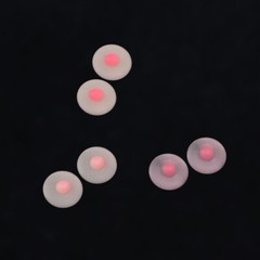 1/6 Female Nipple Chest Cover Vagina Patches Accessories For 12”Figure Body