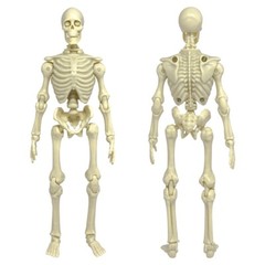 Super Articulated Type S 8 Inch Skeleton Action Figure