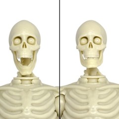 Super Articulated Type S 8 Inch Skeleton Action Figure