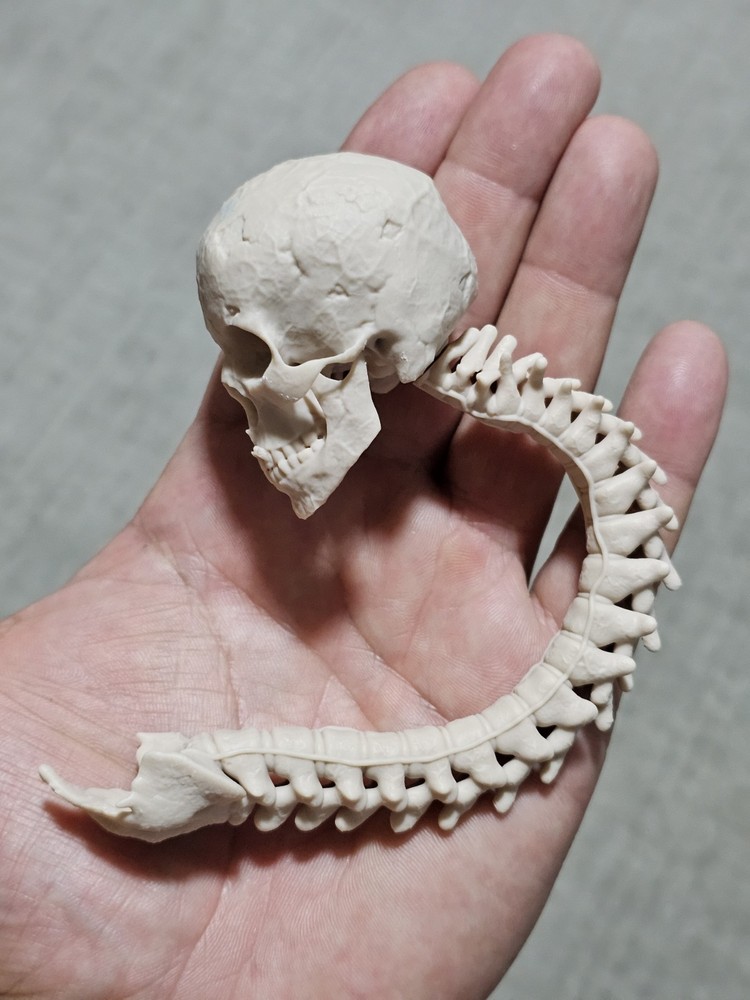 Custom 1/4 UNPAINTED Skull Spine Throphy For Neca Predator Bloody Gore Version