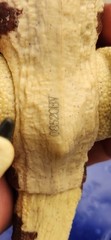 Jurassic Park Hammond Collection Ceratosaurus Jurassic Park 3 Dinosaur Toy