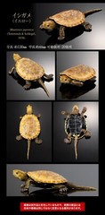The Diversity of Life on Earth Advance Turtle 02 w/ Display Stand Bandai Online