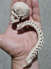 Custom 1/4 UNPAINTED Skull Spine Throphy For Neca Predator Bloody Gore Version