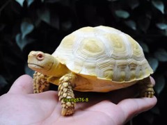 Simulated African Spurred Tortoise Resin Figure Model Animal Turtle Doll Toys