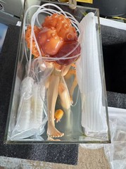 BLACK 13 PARK Set of Sense Package Set 1/6 Octopus Figures 12” Accessories