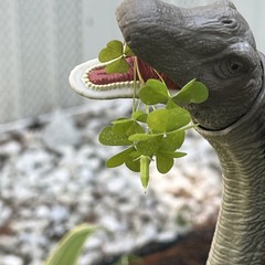 Jurassic World Hammond Collection Brachiosaurus